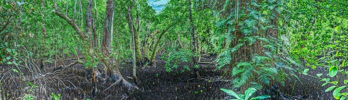 panorama- bild av en tätt bevuxen mangrove skog på karp ö foto