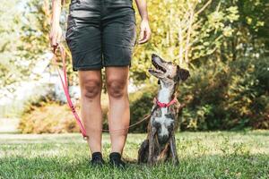 skön kvinna hund tränare är Träning henne hund i ett utomhus- parkera foto