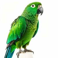 grön papegoja isolerat på vit bakgrund. generativ ai foto