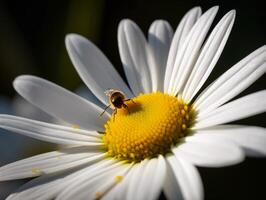 vit daisy med flyga i mjuk naturlig ljus - makro fotografi - ai genererad foto