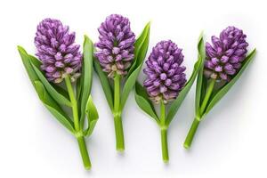 fångande de skönhet av lila hyacinter i en enkel, elegant sammansättning - ai genererad foto