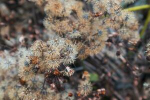 kongo skog växter och blommor foto