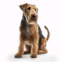 ai generativ airedale terrier ras hund isolerat på en klar vit bakgrund foto