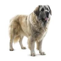 ai generativ pyrenean mastiff ras hund isolerat på en vit bakgrund foto