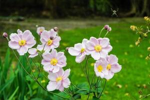 rosa blommor i en trädgård foto