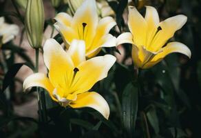 skön gul och vit lilja blomma i trädgård, blomma bakgrund foto