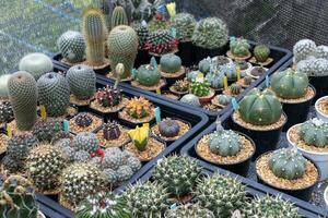 hyllan visa av kaktus och saftig i grön hus för torr kärleksfull och torka tolerant växt trädgård begrepp foto