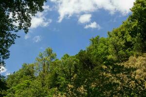 grön trädtopp över blå himmel och moln bakgrund på sommaren foto