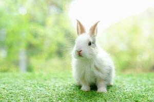 ung förtjusande kanin Sammanträde på grön gräs bakgrund natur, fluffig kanin, påsk symbol foto