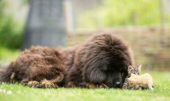 jätte tibetan mastiff valp spelar vänlig med liten tabby kattungar i de gård på de gräs foto