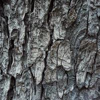 trädstam abstrakt texturerad bakgrund foto