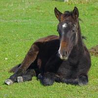 vacker brun hästporträtt på ängen foto
