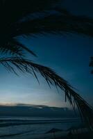 tropisk sommar handflatan träd mot de blå kväll himmel foto