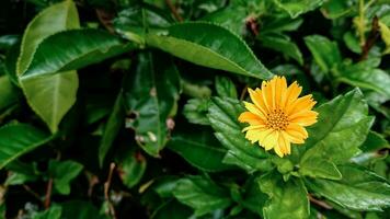 små gul blomma i de trädgård foto