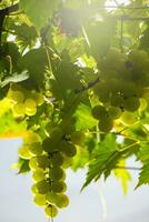 grön vindruvor hängande från flammande stjälkar bredvid orange grön vingårdar foto