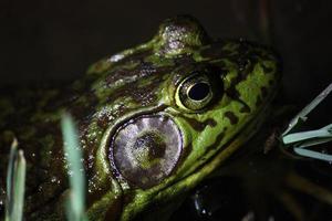 närbild av amerikansk bullfrog-profil i mörkret foto