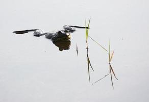 amerikansk tjurgroda som hänger på glasig damm i svagt ljus foto