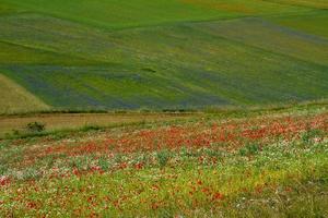 castelluccio di norcia och dess blommande natur foto