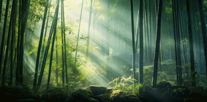 bambu skog med Sol lysande genom de löv i de morgon- foto