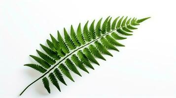 grön ormbunke blad på vit bakgrund isolerat torkades växt blad dekorativ. silhuett begrepp foto