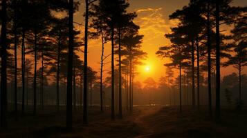 soluppgång i tall skog thailand. silhuett begrepp foto