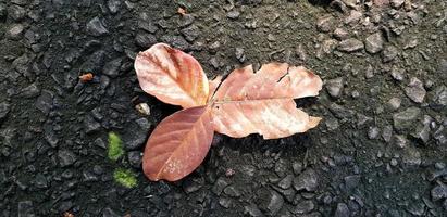 torra löv ligger i marken foto