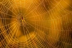morgon- droppar av dagg i en Spindel webb. spindelnät i dagg droppar. skön färger i makro natur foto
