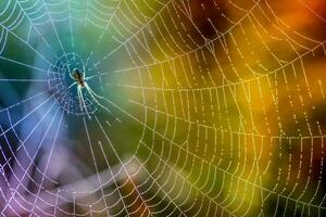 morgon- droppar av dagg i en Spindel webb. spindelnät i dagg droppar. skön färger i makro natur foto