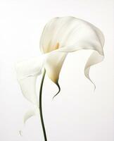 natur calla ljus blomma flora skönhet lilja bröllop växt blomma blomma magnolia vit foto