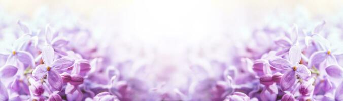 romantisk blommig bakgrund med lila eller violett lila blommor foto