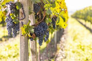 blå klasar av cabernet sauvignon vindruvor i en vingård mogning innan skörda foto