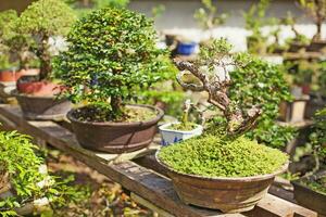 inlagd bonsai växter foto