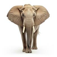 elefant djur- isolerat foto