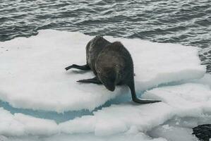 antarktisk päls sealarctophoca gasell, ett strand, antarktisk halvö. foto