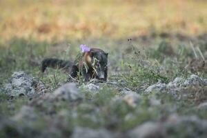 söder amerikan coati, tittar för insekter, pantanal, brasil foto