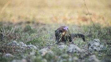 söder amerikan coati, tittar för insekter, pantanal, brasil foto