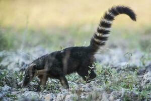 söder amerikan coati, tittar för insekter, pantanal, brasil foto