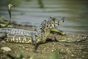 bred nosade kajman, kajman latirostris bebis, pantanal, mato grosso, Brasilien. foto