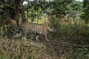 vild jaguar, panthera onca, i skog miljö, pantanal, Brasilien foto