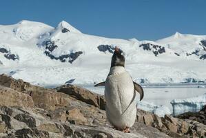 gentoo pingvin i neko hamn, pennsula antrtica. foto