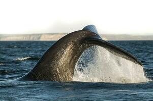 sohutern rätt val lobtailing, endangered arter, patagonien, argentina foto