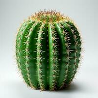 kaktus frukt grön Färg vit bakgrund foto