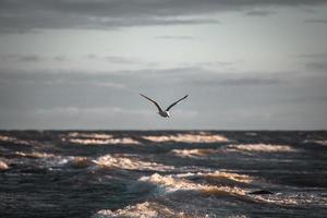 mås larus argentatus flyger över havet mot en bakgrund av blå himmel vacker havsutsikt foto