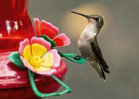 kvinnlig ruby-throated kolibri sitter på mataren foto