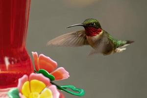 manlig ruby-throated kolibri närmar sig mataren foto