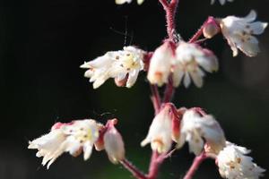 små heichera blommor foto