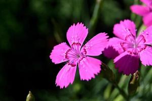 små blommor av rosa fleråriga blommor foto