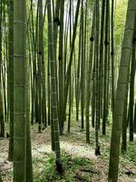 bambu skog. naturlig bakgrund med grön bambu. naturlig skog av bambu i Kyoto. bambu skog bakgrund. vertikal sammansättning. hög kvalitet Foto
