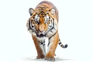 tiger isolerat på vit bakgrund foto