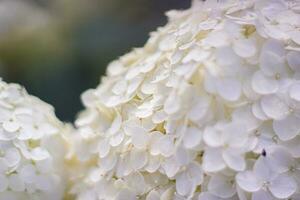 solig vit hortensia freelens makro foto